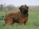 BRIARD 294
